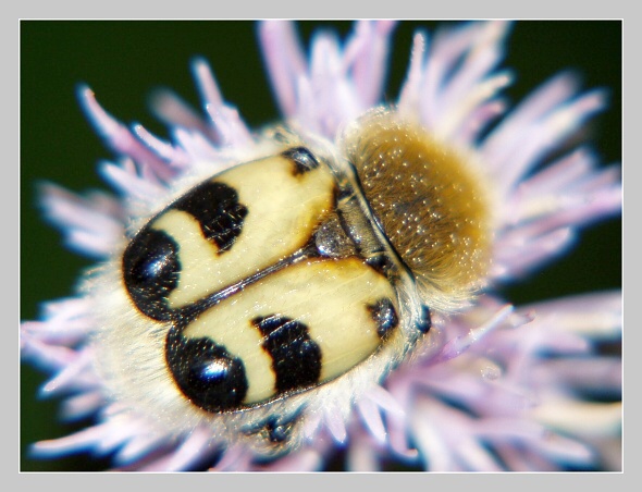 Zdobenec skvrnitý, Olympus UZ 720, čas 1/250 s, clona 3.40, ISO 100, ohn. vzdálenost 51.20, close-up předsádka Marumi Zdobenec skvrnitý, Olympus UZ 720, čas 1/250 s, clona 3.40, ISO 100, ohn. vzdálenost 51.20, close-up předsádka Marumi