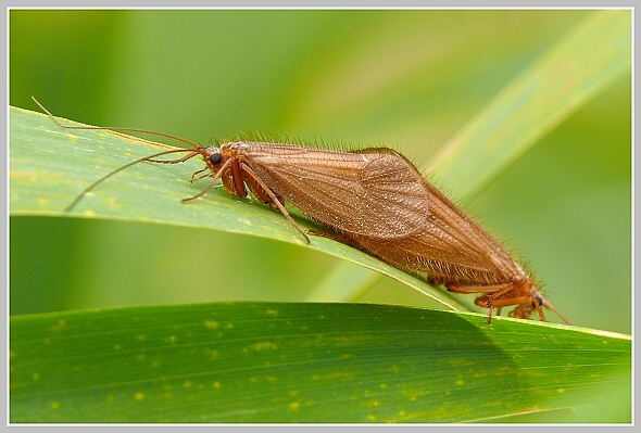 Chaetopteryx villosa (chrostík chlupatý), Panasonic DMC-FZ50, čas 1/50 s, clona 5.00, ISO 100, ohn. vzdálenost 60.80, makropředsádka Olympus