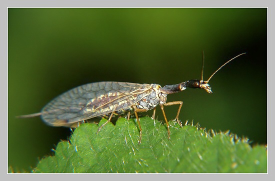 Dlouhošíjka znamenaná, Olympus UZ 720, ISO 100, čas 1/160s, clona 7,1, ohn. vzdálenost 33,80, EV-0,7, close-up předsádky Dlouhošíjka znamenaná, Olympus UZ 720, ISO 100, čas 1/160s, clona 7,1, ohn. vzdálenost 33,80, EV-0,7, close-up předsádky
