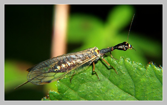 Dlouhošíjka znamenaná, Olympus UZ 720, ISO 100, čas 1/200s, clona 7,1, ohn. vzdálenost 38,73, EV-0,7, close-up předsádky Dlouhošíjka znamenaná, Olympus UZ 720, ISO 100, čas 1/200s, clona 7,1, ohn. vzdálenost 38,73, EV-0,7, close-up předsádky