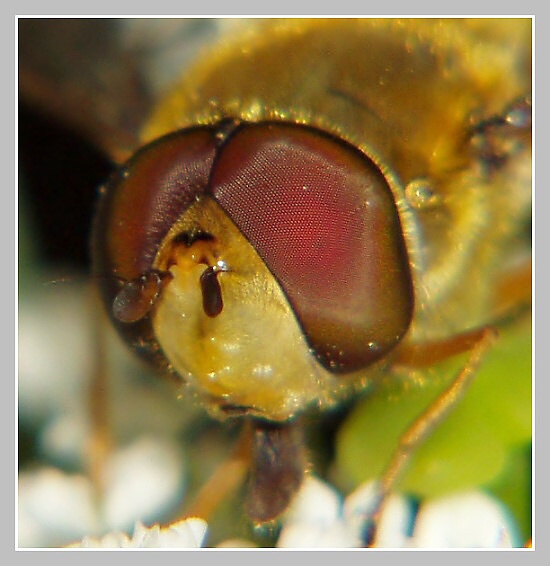 Pestřenka rybízová, Olympus UZ 720, ISO 100, čas 1/250, clona 6,3, ohn. vzdálenost 51,2, close-up předsádka Pestřenka rybízová, Olympus UZ 720, ISO 100, čas 1/250, clona 6,3, ohn. vzdálenost 51,2, close-up předsádka