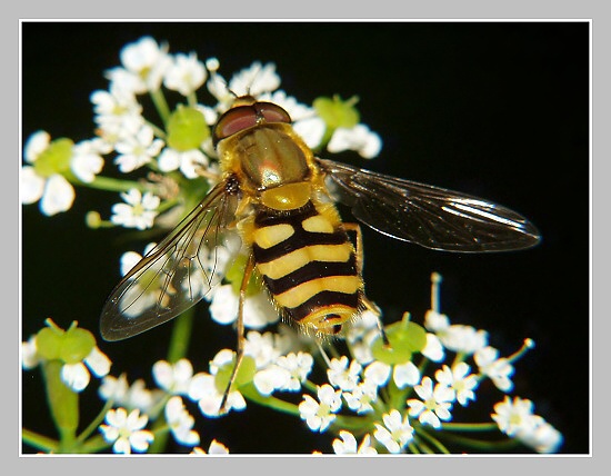 Pestřenka rybízová , Olympus UZ 720, ISO 100, čas 1/160s, clona 6,3, ohn. vzdálenost 32,30, close-up předsádky Pestřenka rybízová , Olympus UZ 720, ISO 100, čas 1/160s, clona 6,3, ohn. vzdálenost 32,30, close-up předsádky
