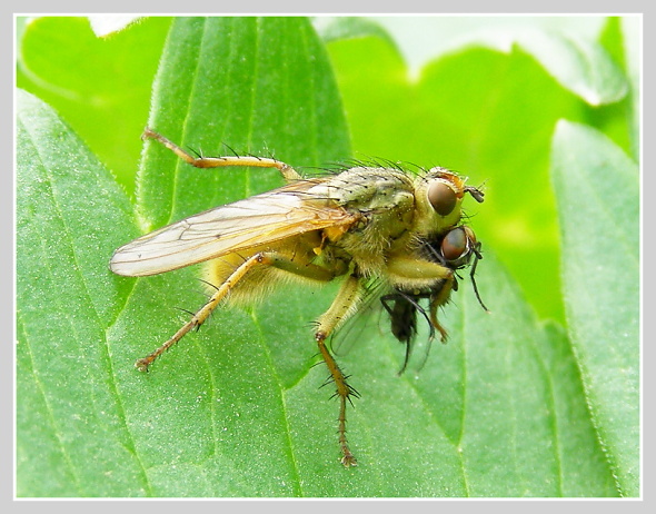 Roupec, Olympus SP-500, čas 1/40 s, clona 4.00, ISO 80, ohn. vzdálenost 10.90, makropředsádka Olympus +4D