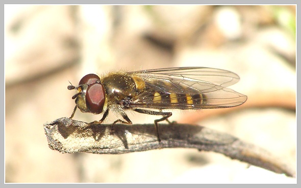 Pestřenka, Olympus SP-500, čas 1/500 s, clona 4.50, ISO 100, ohn. vzdálenost 61.90, makropředsádka Olympus Pestřenka, Olympus SP-500, čas 1/500 s, clona 4.50, ISO 100, ohn. vzdálenost 61.90, makropředsádka Olympus