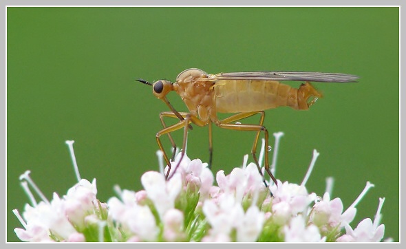 Kroužika žlutá (Empis livida), Olympus P-500 čas 1/12s,cona 4.00, ISO 200, ohn. vzdálensot 6.00, makropředsádka Olympus Kroužika žlutá (Empis livida), Olympus P-500 čas 1/12s,cona 4.00, ISO 200, ohn. vzdálensot 6.00, makropředsádka Olympus