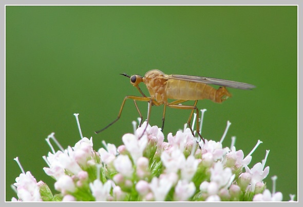 Empis livida, Olympus SP-500,čas 1/125 s, clona 4.50, ISO 200, ohn. vzdálenost 63.00, makropředsádka Olympus Empis livida, Olympus SP-500,čas 1/125 s, clona 4.50, ISO 200, ohn. vzdálenost 63.00, makropředsádka Olympus