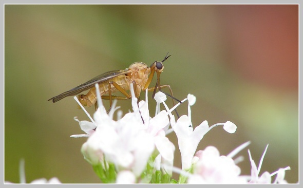 Empis livida, Olympus SP-500, čas 1/80 s, clona 4.50, ISO 200, ohn. vzdálenosz 63.00, makropředsádka Olympus Empis livida, Olympus SP-500, čas 1/80 s, clona 4.50, ISO 200, ohn. vzdálenosz 63.00, makropředsádka Olympus