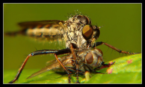 Epitriptus tolmeratus, Olympus UZ 720, čas 1/250s, clona 6.30, ISO 100, ohn. vzdálenost 51.20, close-up předsádky Marumi