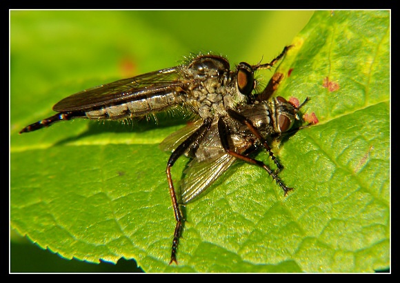 Epitriptus tolmeratus, Olympus UZ 720, čas 1/200 s, clona 6.30, ISO 100, ohn. vzdálenost 29.50, close-up předsádky Marumi