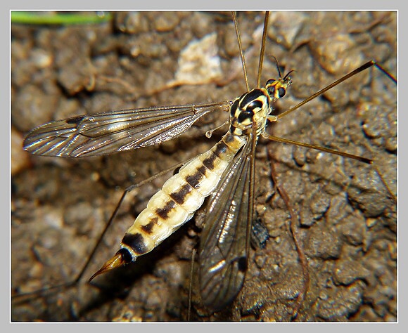 Tiplice skvrnitá, Olympus UZ 720, čas 1/160, clona 7.10, Iso 100, ohn. vzdálenost 29.50, close-up předsádka Marumi Tiplice skvrnitá, Olympus UZ 720, čas 1/160, clona 7.10, Iso 100, ohn. vzdálenost 29.50, close-up předsádka Marumi