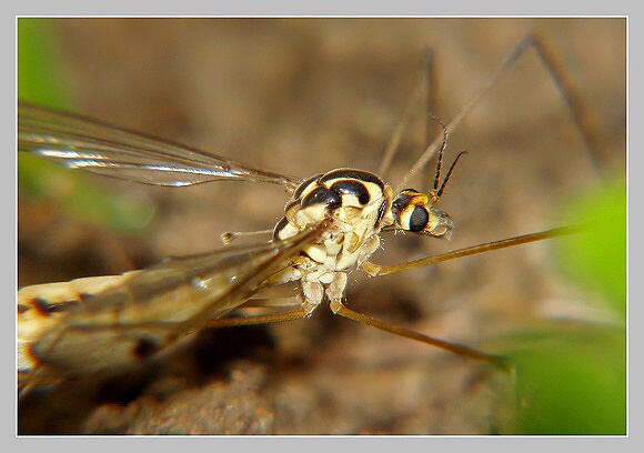 Tiplice skvrnitá, Olympus UZ 720, čas 1/250s, clona 7.10, ISO 100, ohn. vzdálenost 51.20, close-up předsádka Marumi Tiplice skvrnitá, Olympus UZ 720, čas 1/250s, clona 7.10, ISO 100, ohn. vzdálenost 51.20, close-up předsádka Marumi