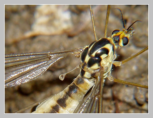 Tiplice skvrnitá, Olympus UZ 720, čas 1/160, clona 7,10, ISO 100, ohn. vdálenost 29.50, close-up předsádky Marumi Tiplice skvrnitá, Olympus UZ 720, čas 1/160, clona 7,10, ISO 100, ohn. vdálenost 29.50, close-up předsádky Marumi