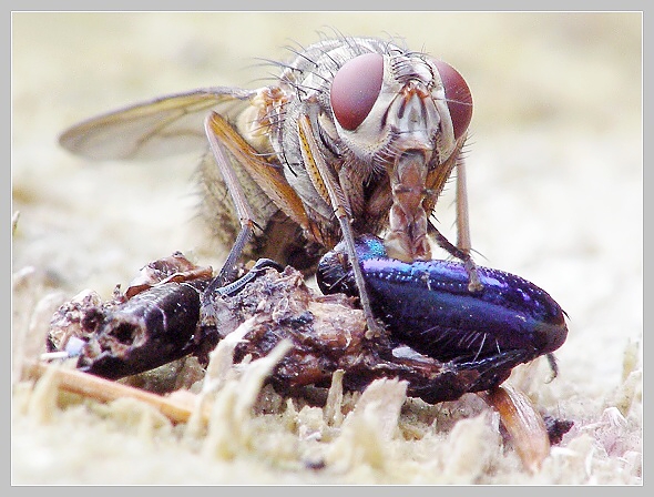 Moucha (sp. Musca) a ústní ústrojí, Olympus SP-500, čas 1/80 s, clona 6.30, ISO 200, ohn. vzdálenost 63.00, makropředsádka Olympus