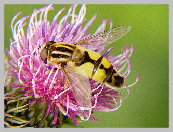 Pestřenka červenonosá, Olympus UZ 720, čas 1/125 s, clona 5.60, ISO 100, ohn. vzdálenost 24.59, close-up předsádka Marumi Pestřenka červenonosá, Olympus UZ 720, čas 1/125 s, clona 5.60, ISO 100, ohn. vzdálenost 24.59, close-up předsádka Marumi