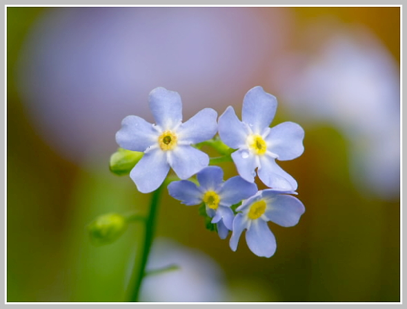 Myosotis palustris (pomněnka bahenní), Panasonic DMC-FZ50, čas 1/50 s, clona 5.60, ISO 100, ohn. vzdálenost 88.80, makropředsádka Olympus, RAW Myosotis palustris (pomněnka bahenní), Panasonic DMC-FZ50, čas 1/50 s, clona 5.60, ISO 100, ohn. vzdálenost 88.80, makropředsádka Olympus, RAW