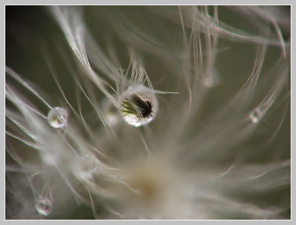 Za mokra, Olympus SP-500, čas 1/200 s, clona 6.30, ISO 100, ohn. vzdálenost 61.90, reverzní objektiv Pentacon auto 50 mm