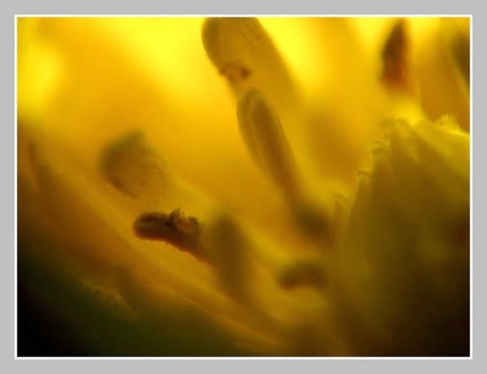 Květ 2, Olympus UZ 720, ISO 100, čas 1/1000s, clona 5,0, ohn. vzdálenost 51,20 Květ 2, Olympus UZ 720, ISO 100, čas 1/1000s, clona 5,0, ohn. vzdálenost 51,20