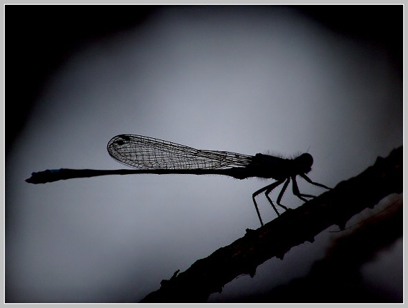 Alou na kutě, Olympus SP-500, čas1/500, clona 4.00, ISO 200, ohn. vzdálenost 44.70, makropředsádka Olympus