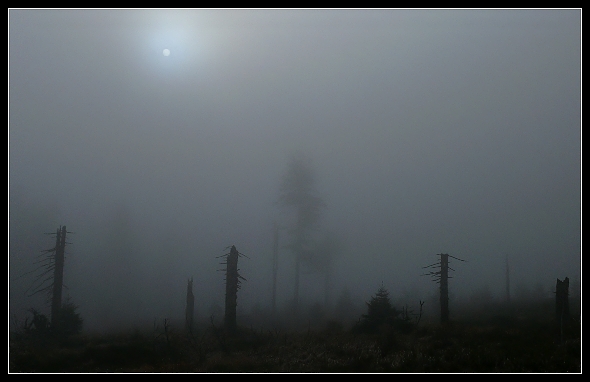 Tajemný les, Panasonic DMC-FZ50, čas 1/250 s, clona 6.30, ISO 100, ohn. vzdálenost 8.70 Tajemný les, Panasonic DMC-FZ50, čas 1/250 s, clona 6.30, ISO 100, ohn. vzdálenost 8.70