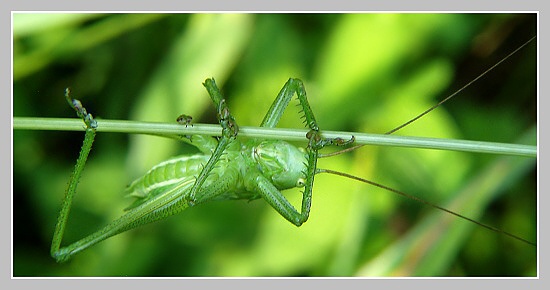 Olympus UZ 720, ISO 100, čas 1/40, clona 7,10, ohn. vzdálenost 16,33, close-up předsádky