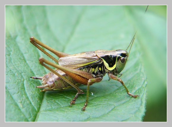 Kobylka Metrioptera roeselii, Olympus UZ 720, čas 1/80 s, clona 3.40, ISO 100, ohn. vzdálenost 38.73, close-up předsádka Marumi Kobylka Metrioptera roeselii, Olympus UZ 720, čas 1/80 s, clona 3.40, ISO 100, ohn. vzdálenost 38.73, close-up předsádka Marumi