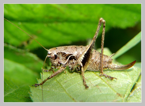 Kobylka Pholidoptera griseoaptera, Olympus UZ 720, čas 1/100 s, clona 4.0, ISO 100, ohn. vzdálenost 20.50