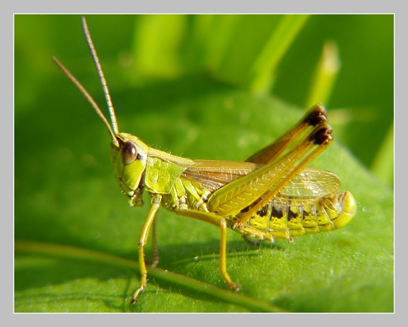 Chorthippus parallelus, Olympus UZ 720, čas 1/320, clona 5.00, ISO 100, ohn. vzdálenost 51.20, close-up předsádky Marumi Chorthippus parallelus, Olympus UZ 720, čas 1/320, clona 5.00, ISO 100, ohn. vzdálenost 51.20, close-up předsádky Marumi