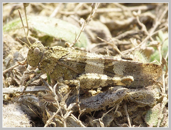 Oedipoda caerulescens (saranče modrokřídlá), Olympus SP-500, čas 1/250 s, clona 5.00, ISO 100, ohn. vzdálenost 29.60, makropředsádka Olympus Oedipoda caerulescens (saranče modrokřídlá), Olympus SP-500, čas 1/250 s, clona 5.00, ISO 100, ohn. vzdálenost 29.60, makropředsádka Olympus