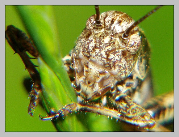 Saranče hnědé, Olympus UZ 720, čas 1/250s, clona 7,10, ISO 100, ohn. vzdálenost 51.20, close-up předsádky Marumi Saranče hnědé, Olympus UZ 720, čas 1/250s, clona 7,10, ISO 100, ohn. vzdálenost 51.20, close-up předsádky Marumi
