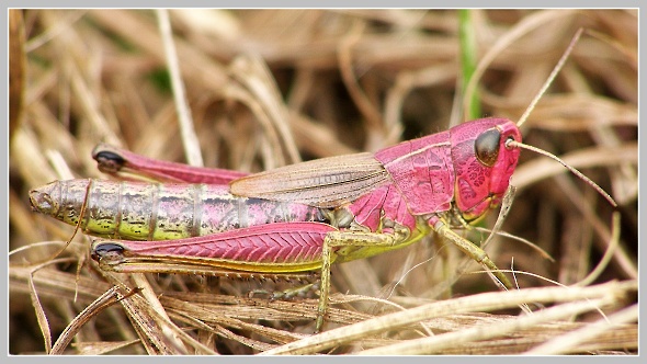 Saranče (Acrididae), Olympus SP-500, čas 1/160 s, clona 4.00, ISO 100, ohn. vzdálenost 63.00, makropředsádka Olympus