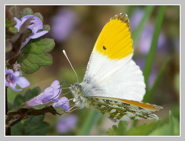 Bělásek řeřichový, Olympus SP-500, čas 1/1000 s, clona 4.00, ISO 80, ohniisková vzdálenost 36.40, makropředsádka Olympus +4D Bělásek řeřichový, Olympus SP-500, čas 1/1000 s, clona 4.00, ISO 80, ohniisková vzdálenost 36.40, makropředsádka Olympus +4D