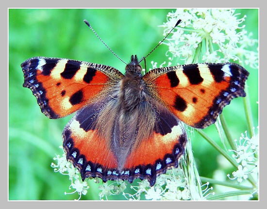 Babočka kopřivová (Aglais urticae) Olympus UZ 720, ISO 100, čas 1/80s, clona 4,50, ohn. vzdálenost 14,25, close-up předsádka