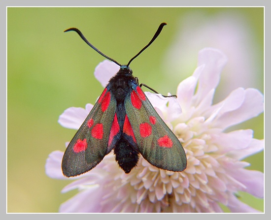 Vřetenuška obecná, Olympus UZ 720, ISO 100, čas 1/200s, clona 4.0, ohn. vzdálenost 17.88, close-up předsádky Marumi