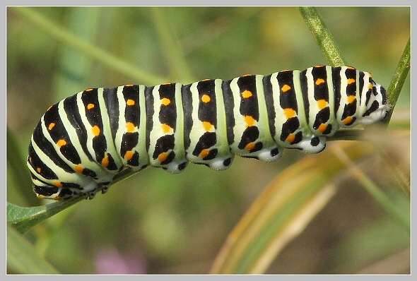 Papilio machaon (otakárek fenyklový) - housenka, Olympus SP-500, čas 1/640 s, clona 5.00, ISO 100, ohn. vzdálenost 24.90, makropředsádka Olympus Papilio machaon (otakárek fenyklový) - housenka, Olympus SP-500, čas 1/640 s, clona 5.00, ISO 100, ohn. vzdálenost 24.90, makropředsádka Olympus