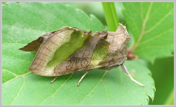 Diachrysia chrysitis (kovolesklec šedivkový), Olympus SP-500, čas 1/100 s, clona 4.00, ISO 200, ohn. vzdálenost 52.50, makropředsádka Olympus Diachrysia chrysitis (kovolesklec šedivkový), Olympus SP-500, čas 1/100 s, clona 4.00, ISO 200, ohn. vzdálenost 52.50, makropředsádka Olympus