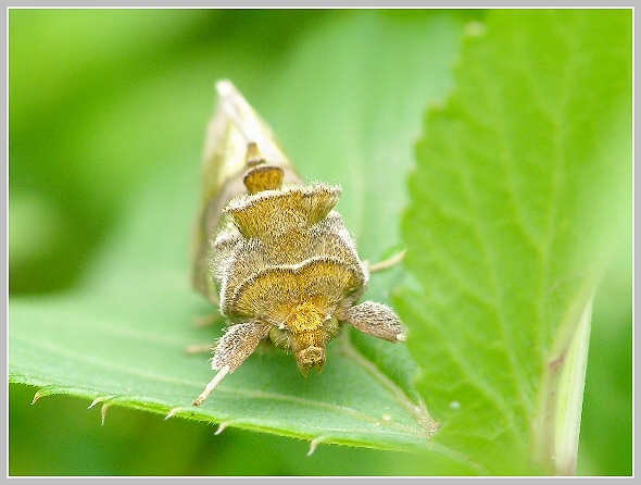 Diachrysia chrysitis (kovolesklec šedivkový), Olympus SP 500, čas 1/125 s, clona 4.00, ISO 200, ohn. vzdálenost 52.50, makropředsádka Olympus Diachrysia chrysitis (kovolesklec šedivkový), Olympus SP 500, čas 1/125 s, clona 4.00, ISO 200, ohn. vzdálenost 52.50, makropředsádka Olympus