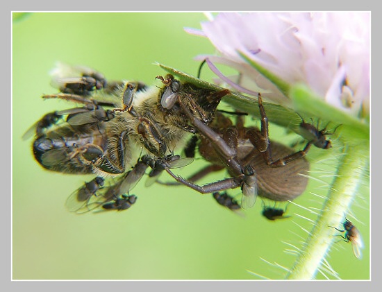 Běžník Xysticus luctuosus, Olympus UZ 720, ISO 100, čas 1/100s, clona 3,40, ohn. vzdálenost 26,94, close-up předsádky