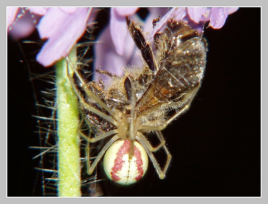 Snovačka oválná, Olympus UZ 720, ISO 100, čas 1/250, clona 7,10, ohn. vzdálenost 51,20, close-up předsádky Snovačka oválná, Olympus UZ 720, ISO 100, čas 1/250, clona 7,10, ohn. vzdálenost 51,20, close-up předsádky