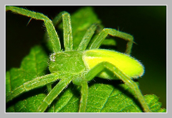 Maloočka smaragdová, Olympus UZ 720, ISO 100, čas 1/200, clona 7,1, ohn. vzdálenost 42,41, close-up předsádky