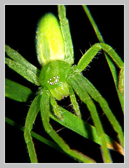 Maloočka smaragdová, Olympus UZ 720, čas 1/160s, clona 7,10, ohn. vzdálenost 35,37, close-up předsádky