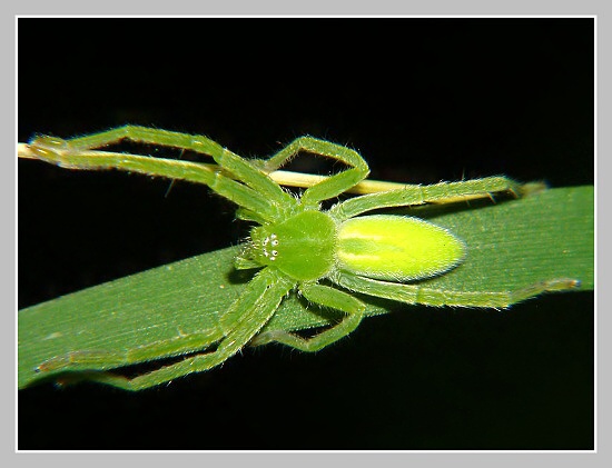 Maloočka smaragdová, Olympus UZ 720, ISO 100, čas 1/160, clona 7,10, ohn. vzdálenost 32,30, close-up předsádky.