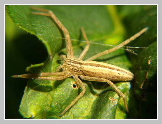 Listovník štíhlý (Tibellus oblongus), Olympus UZ 720, ISO 100, čas 1/320, clona 7,1, ohn. vzdálenost 51,20, close-up předsádky Listovník štíhlý (Tibellus oblongus), Olympus UZ 720, ISO 100, čas 1/320, clona 7,1, ohn. vzdálenost 51,20, close-up předsádky