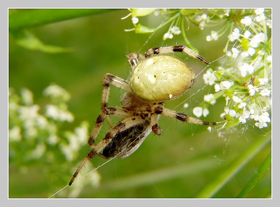 Křižák čtyřskvrnný, Olympus UZ 720, ISO 100, čas 1/60s, clona 5,0, ohn. vzdálenost 14.25, close-up předsádky
