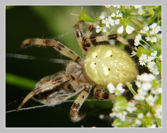 Křižák čtyřskvrnný, Olympus UZ 720, ISO 100, čas 1/160, clona 5.00, ohn. vzdálenost 35.37, close-up předsádky