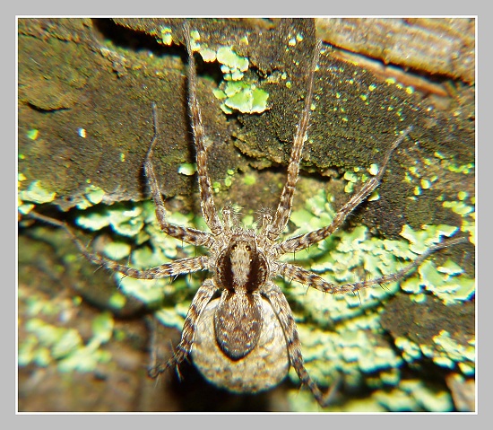 Slíďák hajní, Olympus UZ 720, ISO 100, čas 1/200s, clona 7.10, ohn. vzdálenost 42.41, close-up předsádky Marumi