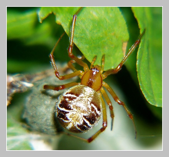Snovačka pečující, Olympus UZ 720, ISO 100, čas 1/250s, clona 7.10, ohn. vzdálenost 51.20, close-up předsádky Marumi
