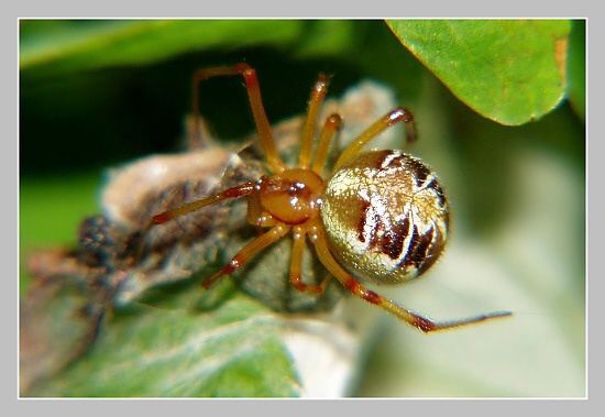 Snovačka pečující, Olympus UZ 720, ISO 100, čas 1/250s, clona 7.10, ohn. vzdálenost 51.20, close-up předsádky Marumi