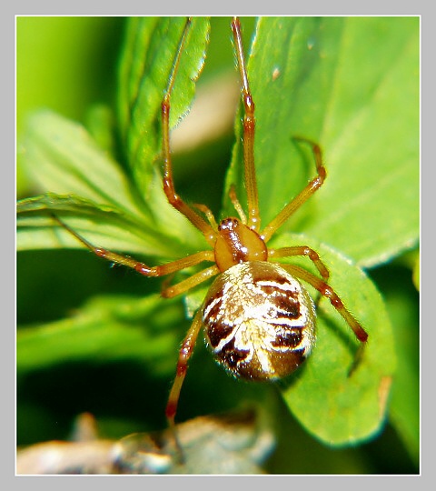 Snovačka pečující, Olympus UZ 720, ISO 100, 4as 1/250s, clona 7.10, ohn. vzdálenost 51.20, close-up předsádky Marumi