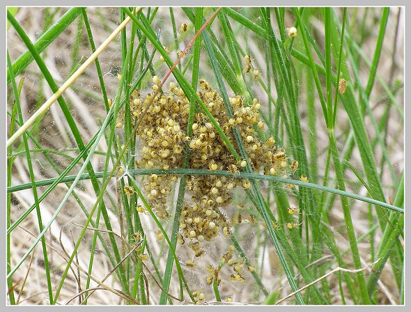 Mladí křižáci 1, Olympus SP-500, čas 1/50 s, clona 7.10, ISO 100, ohn. vzdálenost 29.60, makropředsádka Olympus
