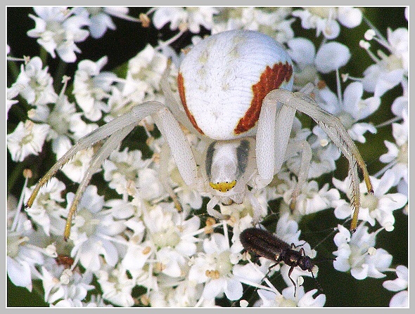 Misumenia vatia (běžník kopretinový), Olympus SP-500, čas 1/200 s, clona 6.30, ISO 200, ohn. vzdálenost 63.00, makropředsádka Olympus Misumenia vatia (běžník kopretinový), Olympus SP-500, čas 1/200 s, clona 6.30, ISO 200, ohn. vzdálenost 63.00, makropředsádka Olympus